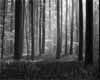 ArboriculturalServices