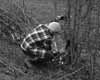 Hedge Laying